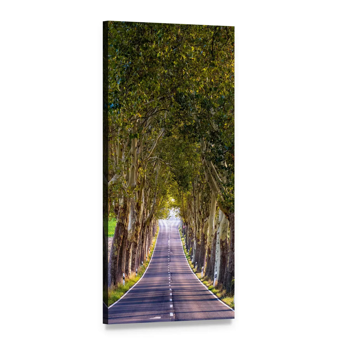 Tree-lined Road with Dappled Sunlight Vertical Canvas Wall Art, 1 panel 1 Vertical layout gallery wrapped canvas set, angled product view