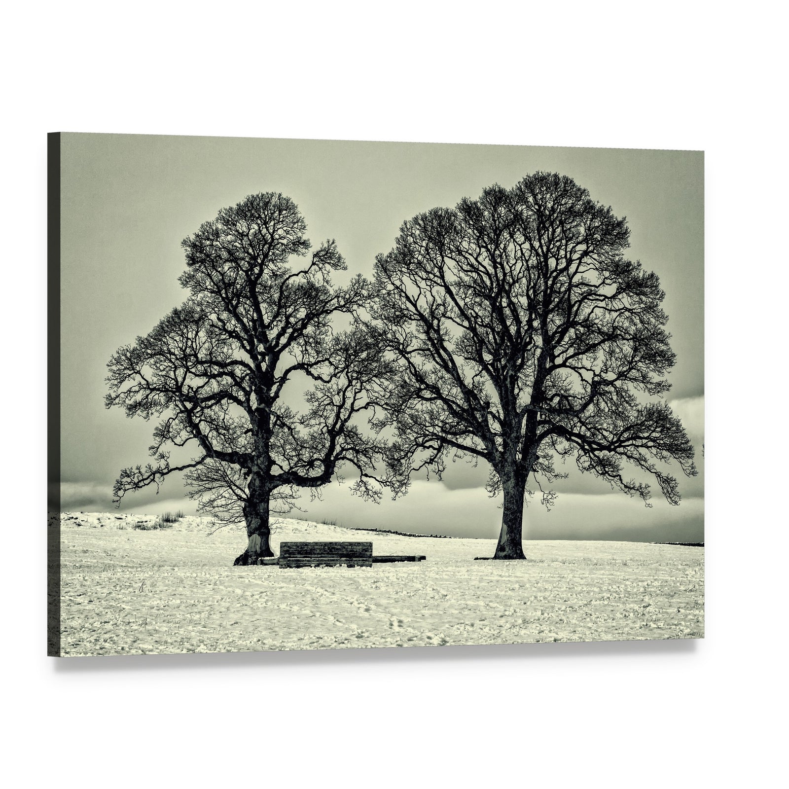 Winter Trees in the Scottish Borders Canvas Wall Art, single panel gallery wrapped canvas, angled product view