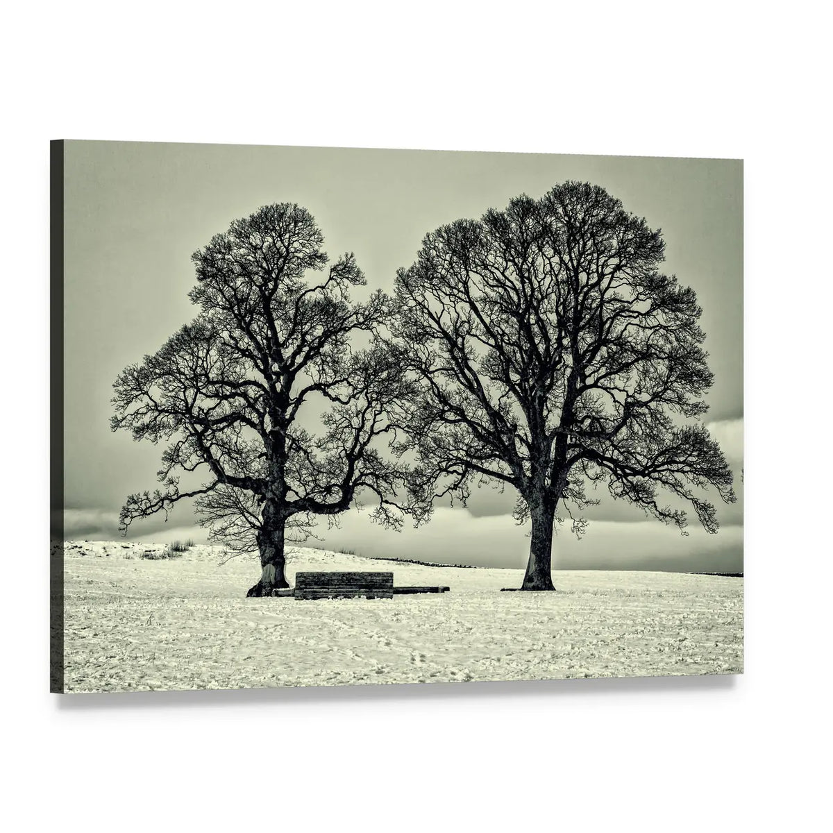 Winter Trees on Scottish Borders Canvas Wall Art, single panel gallery wrapped canvas, angled product view