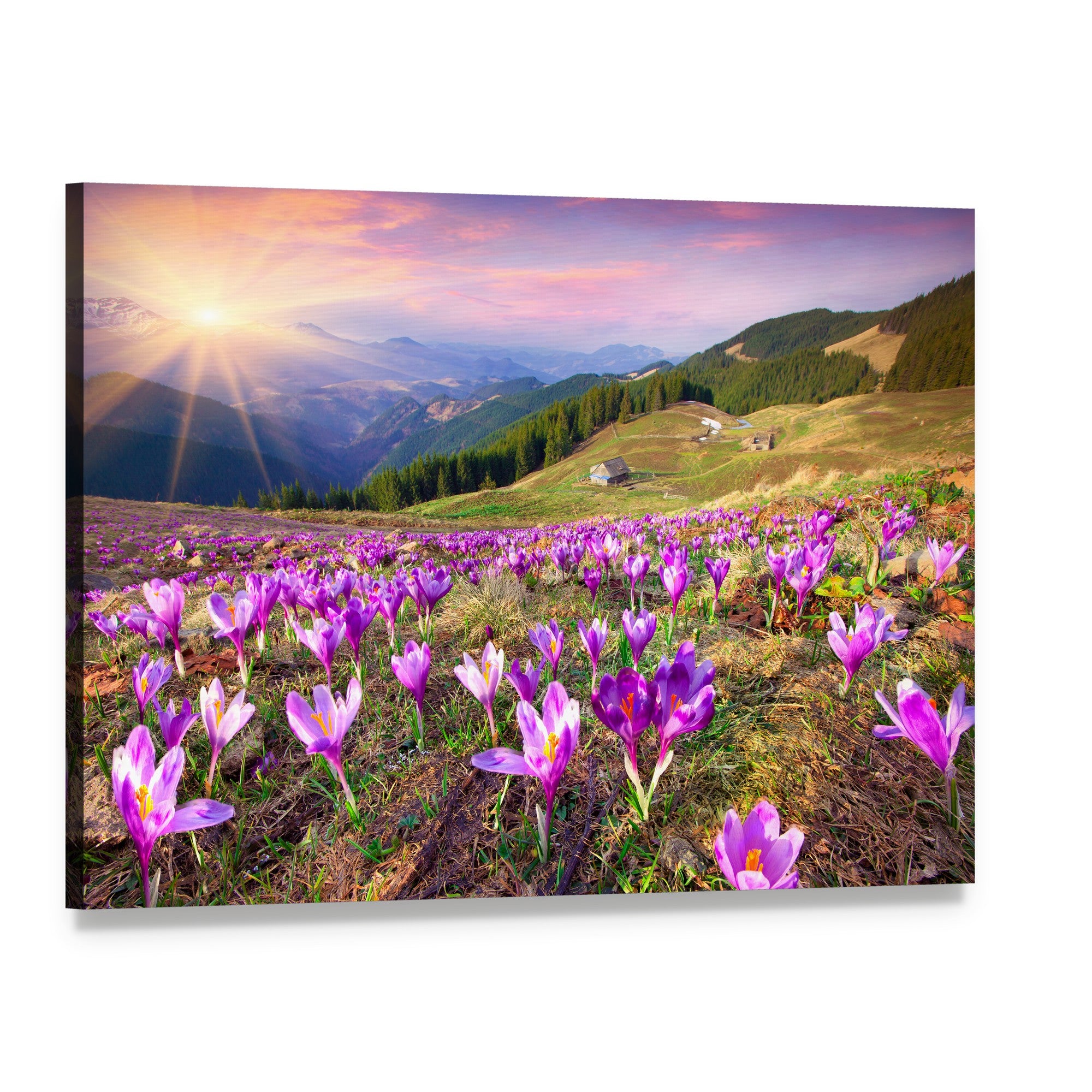 Blossom of Crocuses Canvas Wall Art, single panel gallery wrapped canvas, angled product view