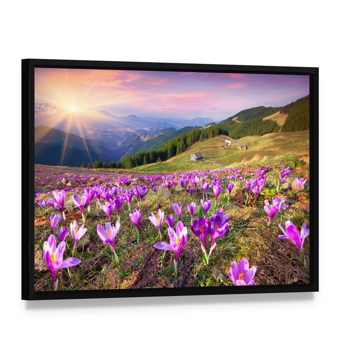 Field of Purple Crocuses at Sunrise Canvas Wall Art, framed canvas in a black floater frame, angled product view