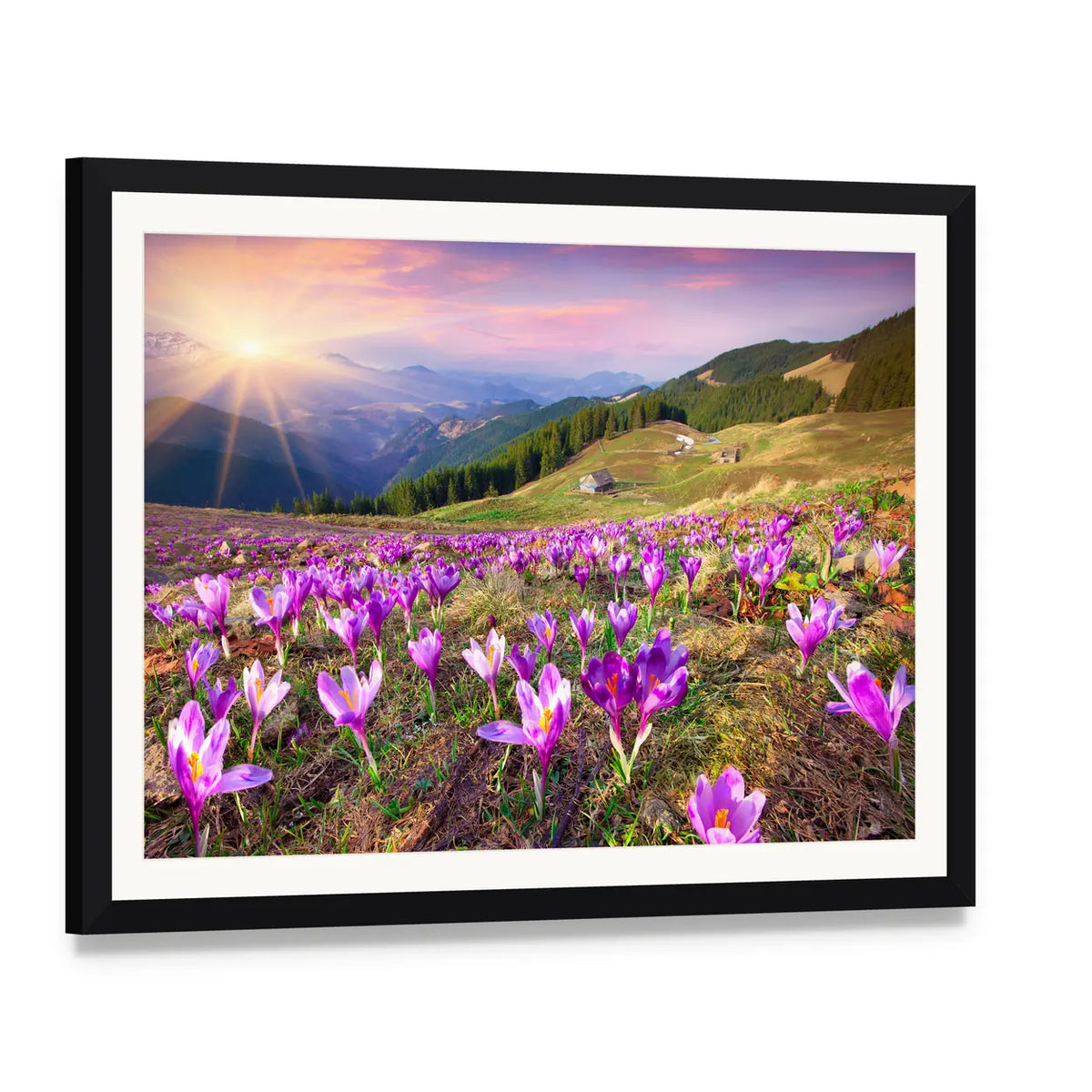 Field of Purple Crocuses at Sunrise Canvas Wall Art, framed print with white mat and black frame, angled product view