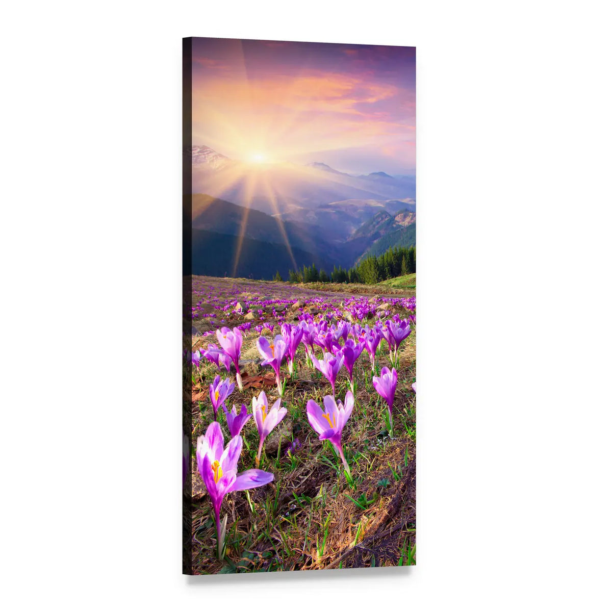 Purple Crocuses in Alpine Sunrise Vertical Canvas Wall Art, 1 panel 1 Vertical layout gallery wrapped canvas set, angled product view