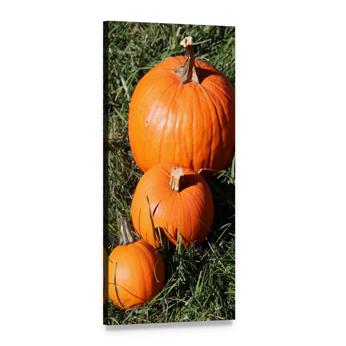 Three Pumpkins on Fall Grass Vertical Canvas Wall Art, 1 panel 1 Vertical layout gallery wrapped canvas set, angled product view
