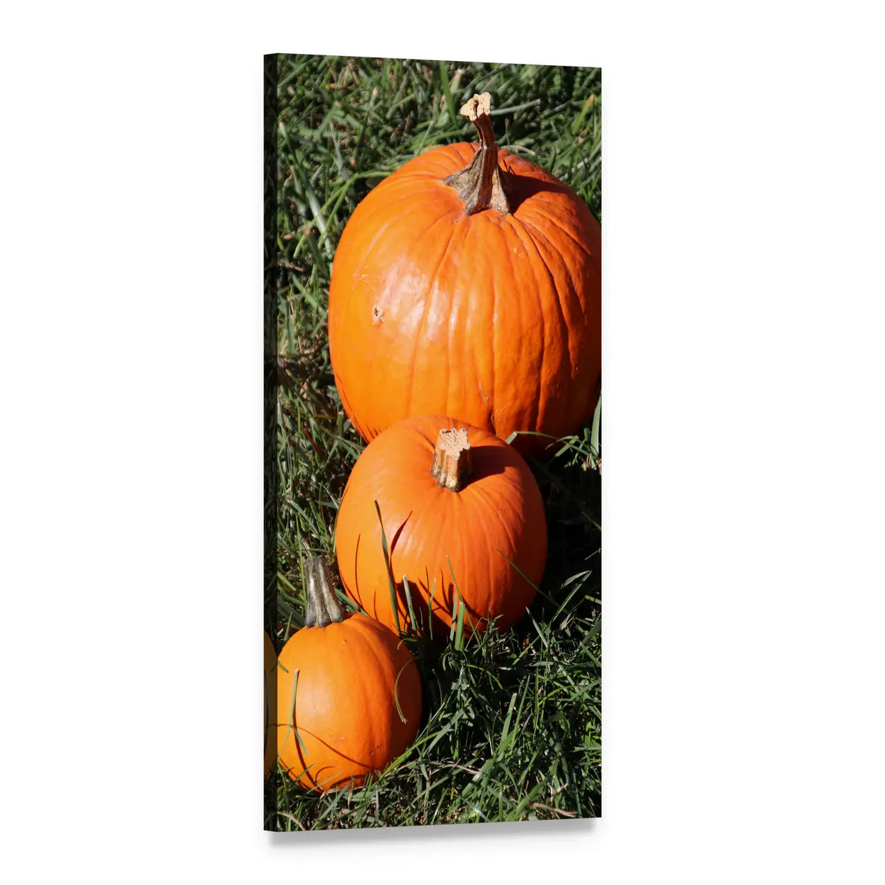 Three Pumpkins on Fall Grass Vertical Canvas Wall Art, 1 panel 1 Vertical layout gallery wrapped canvas set, angled product view
