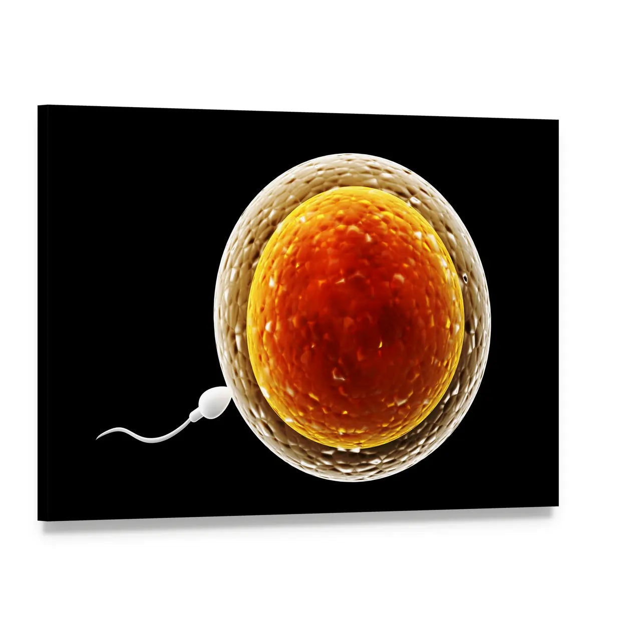 Sperm Approaching Ovum Canvas Wall Art, single panel gallery wrapped canvas, angled product view