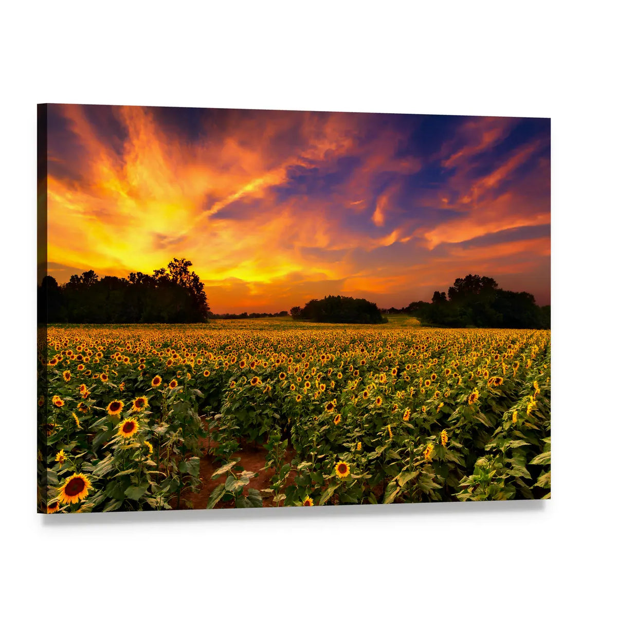 Kansas Sunflower Field at Sunset Canvas Wall Art, single panel gallery wrapped canvas, angled product view