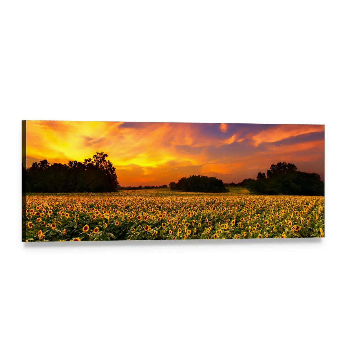 Kansas Sunflower Field at Sunset Panoramic Canvas Wall Art, single panel gallery wrapped canvas, angled product view