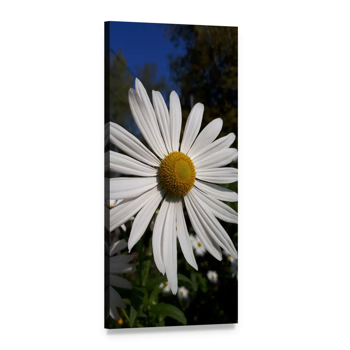 Daisy in Autumn Vertical Canvas Wall Art, 1 panel 1 Vertical layout gallery wrapped canvas set, angled product view