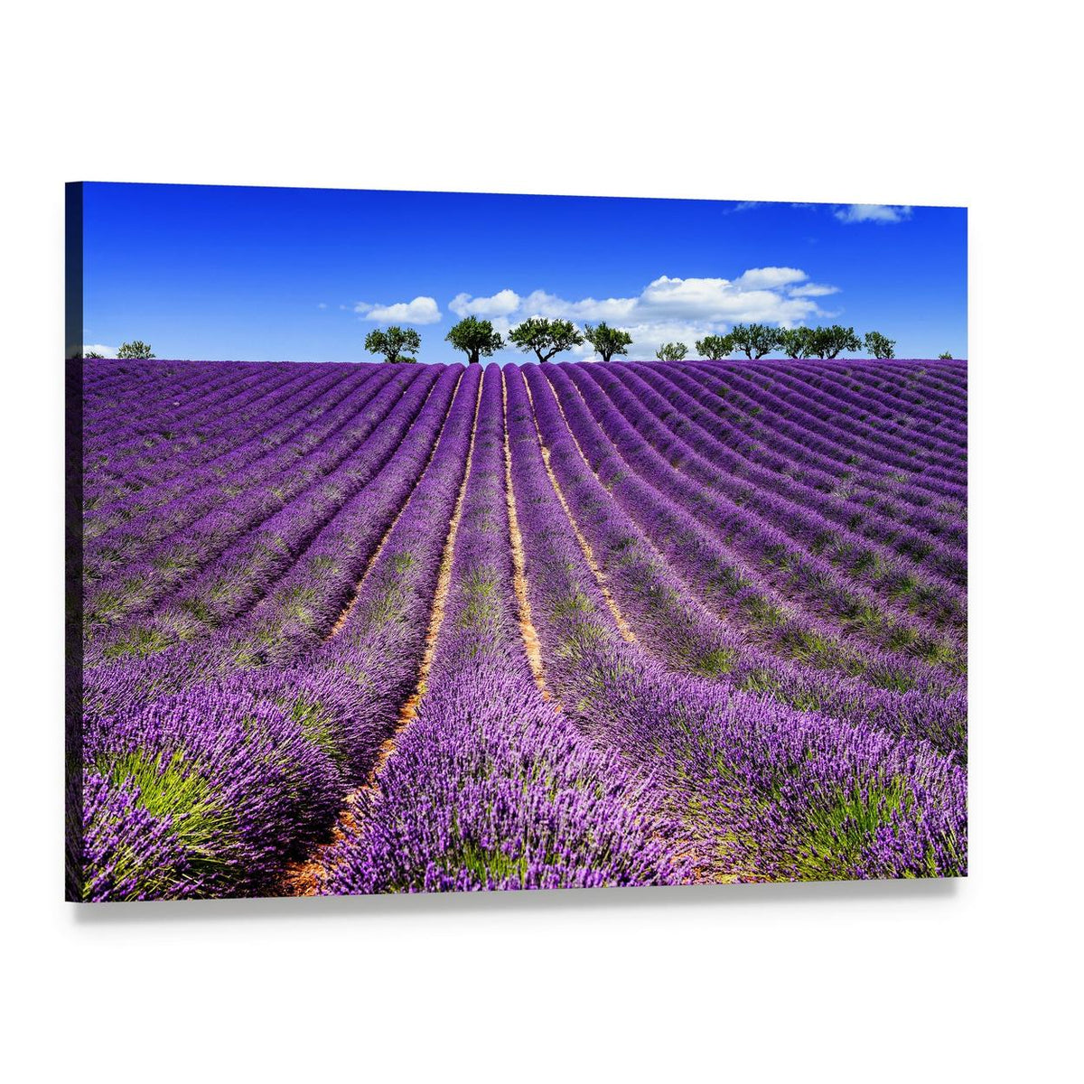 Lavender Field in France Canvas Wall Art, single panel gallery wrapped canvas, angled product view