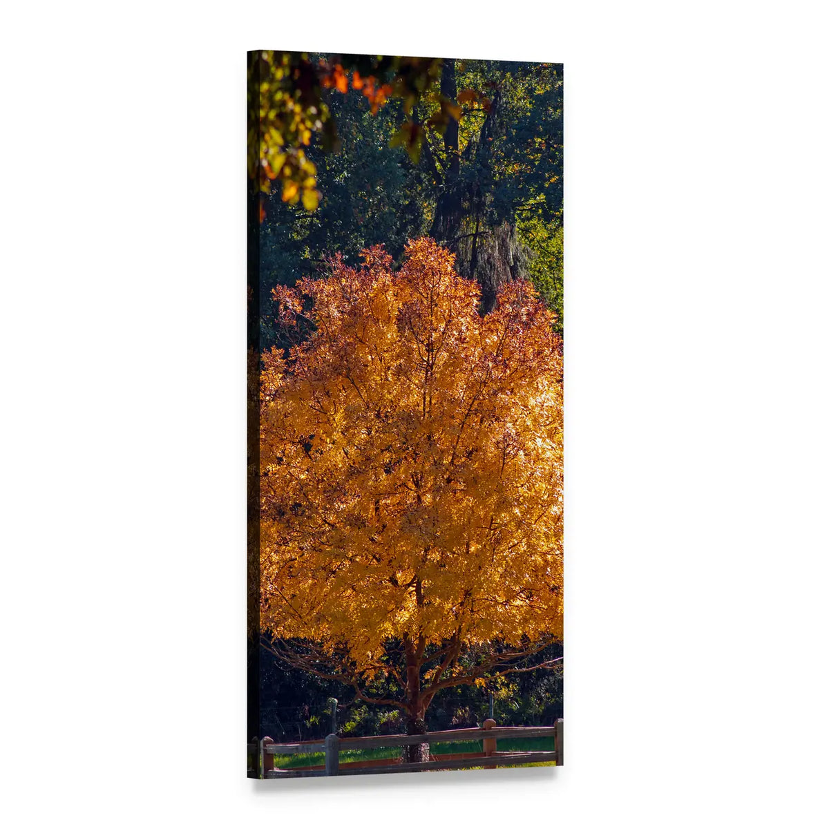 Autumn Tree with Wooden Fence Vertical Canvas Wall Art, 1 panel 1 Vertical layout gallery wrapped canvas set, angled product view