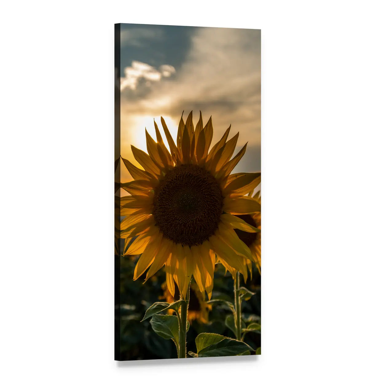 Sunflower at Sunset Vertical Canvas Wall Art, 1 panel 1 Vertical layout gallery wrapped canvas set, angled product view