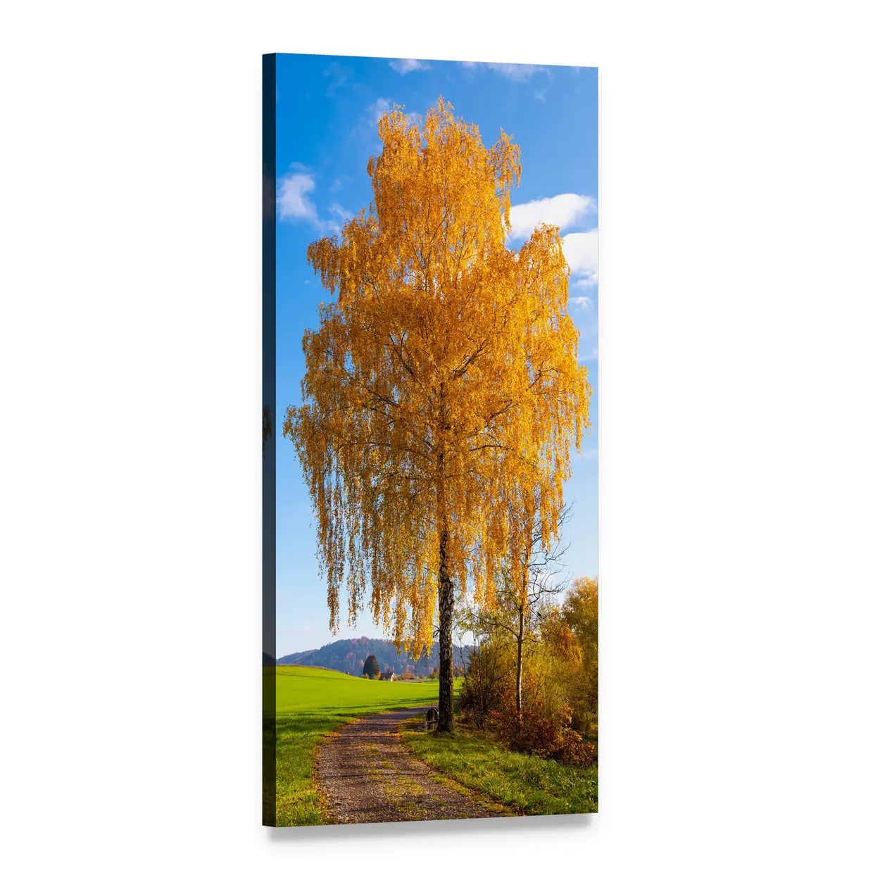 Golden Weeping Birch on Autumn Path Vertical Canvas Wall Art, 1 panel 1 Vertical layout gallery wrapped canvas set, angled product view