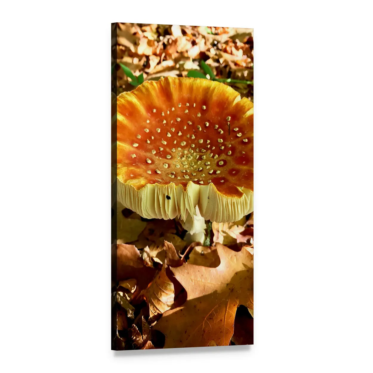 Amanita Mushroom on Forest Floor Vertical Canvas Wall Art, 1 panel 1 Vertical layout gallery wrapped canvas set, angled product view