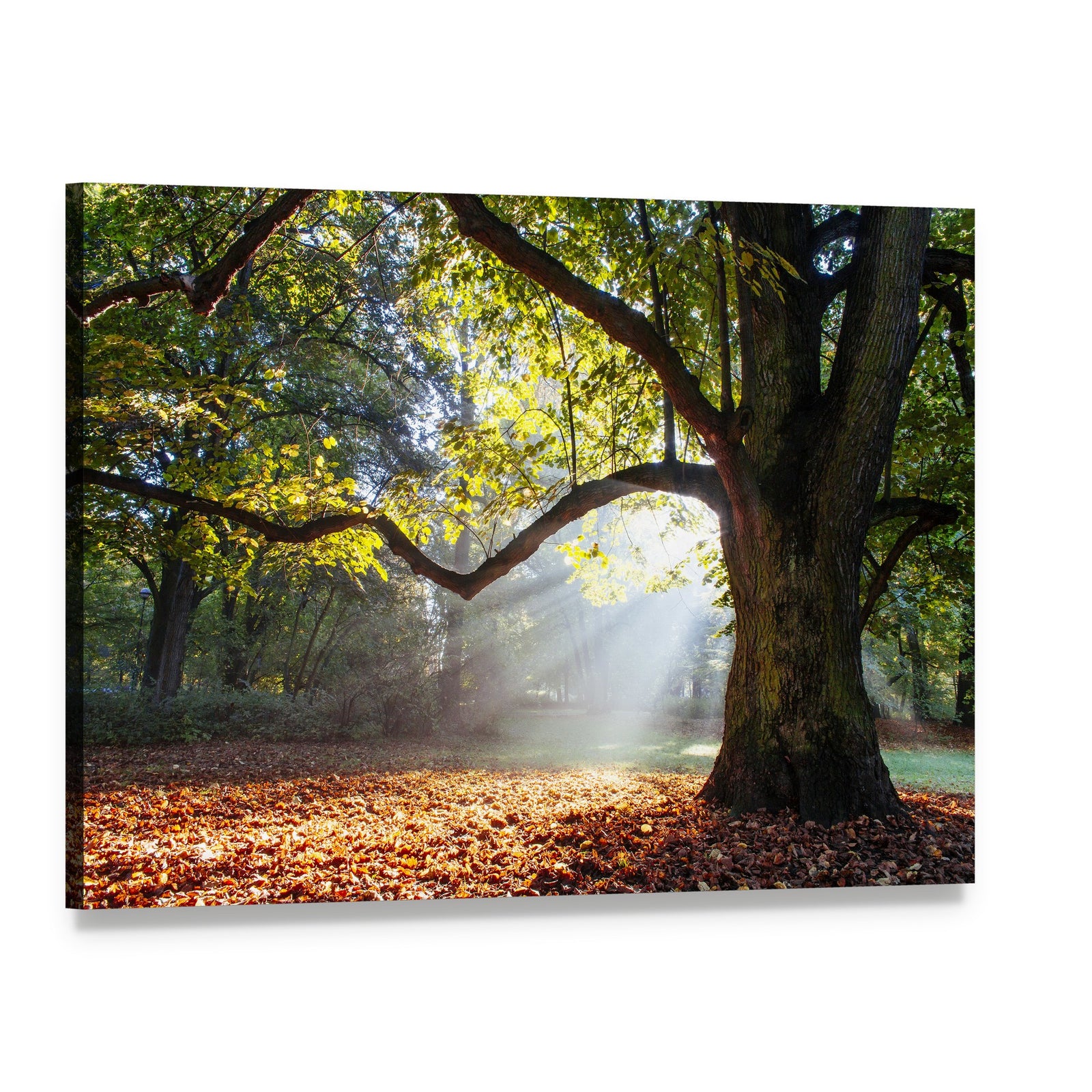 Serene Oak Tree in Autumn Light Canvas Wall Art, single panel gallery wrapped canvas, angled product view