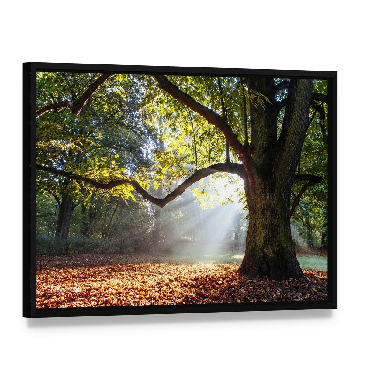 Serene Oak Tree in Autumn Light Canvas Wall Art, framed canvas in a black floater frame, angled product view