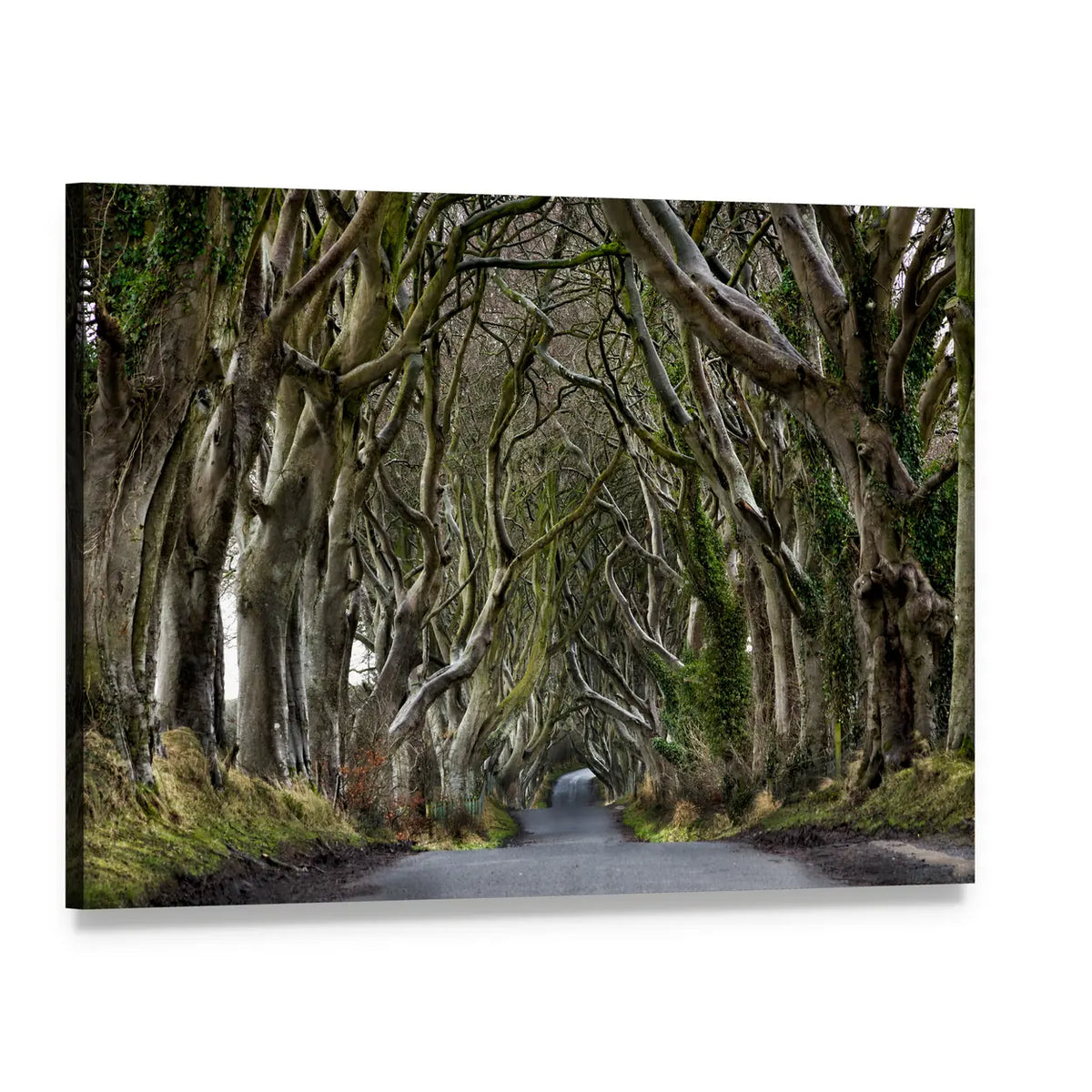 Dark Hedges Tree-lined Path Canvas Wall Art, single panel gallery wrapped canvas, angled product view