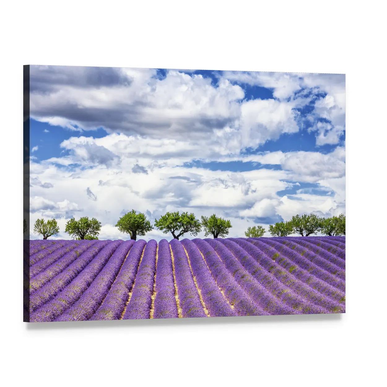 Lavender Rows Leading to Tree Line Canvas Wall Art, single panel gallery wrapped canvas, angled product view