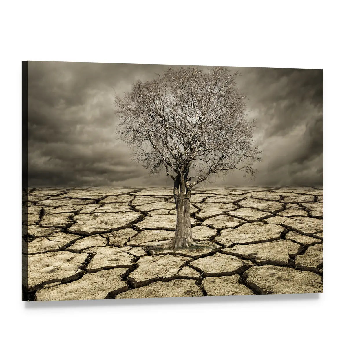 Leafless Tree on Cracked Mud Canvas Wall Art, single panel gallery wrapped canvas, angled product view