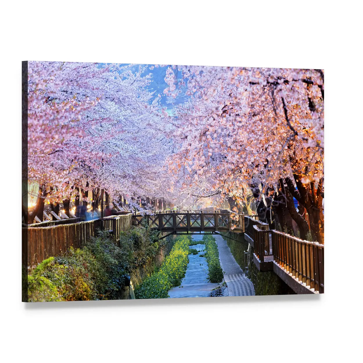 Cherry Blossoms at Night Canvas Wall Art, single panel gallery wrapped canvas, angled product view