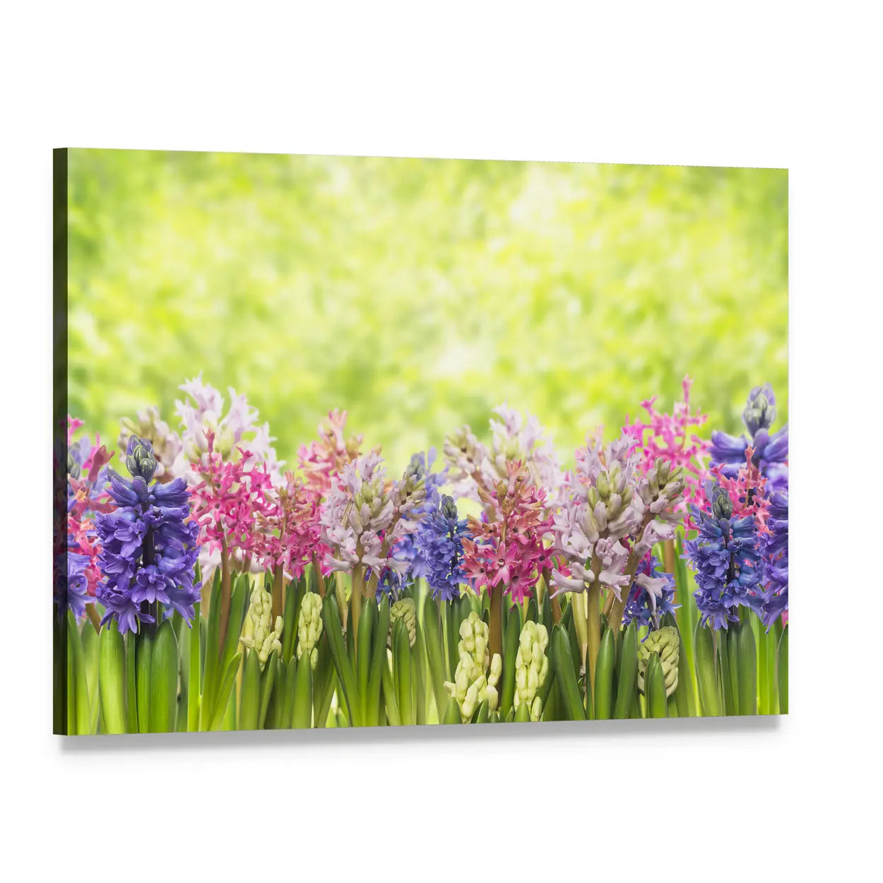 Blooming Spring Hyacinths Flowers Plant In Garden Canvas Wall Art, single panel gallery wrapped canvas, angled product view