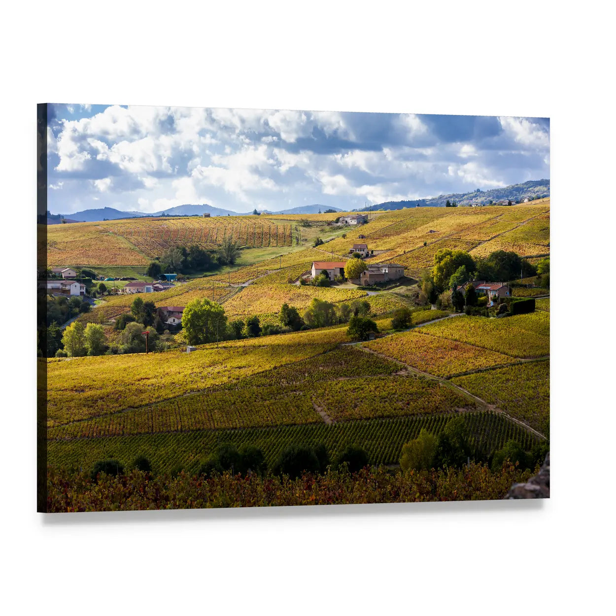 Beaujolais Vineyards in Autumn Canvas Wall Art, single panel gallery wrapped canvas, angled product view