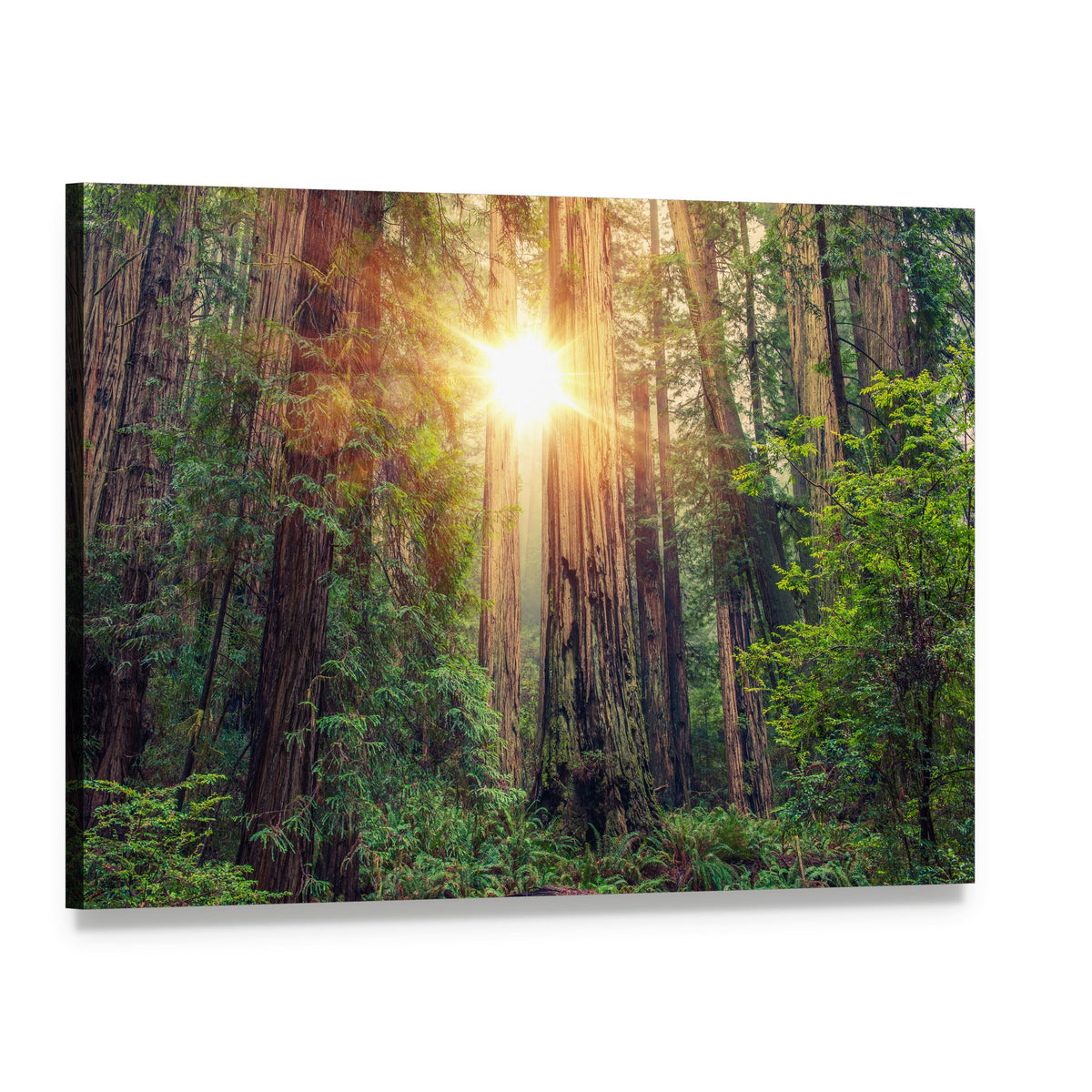 Sunlight Through California Redwood Forest Canvas Wall Art, single panel gallery wrapped canvas, angled product view