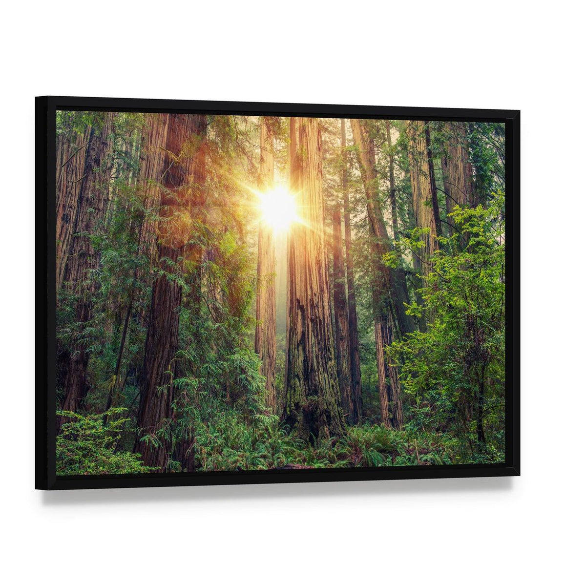 Sunlight Through California Redwood Forest Canvas Wall Art, framed canvas in a black floater frame, angled product view