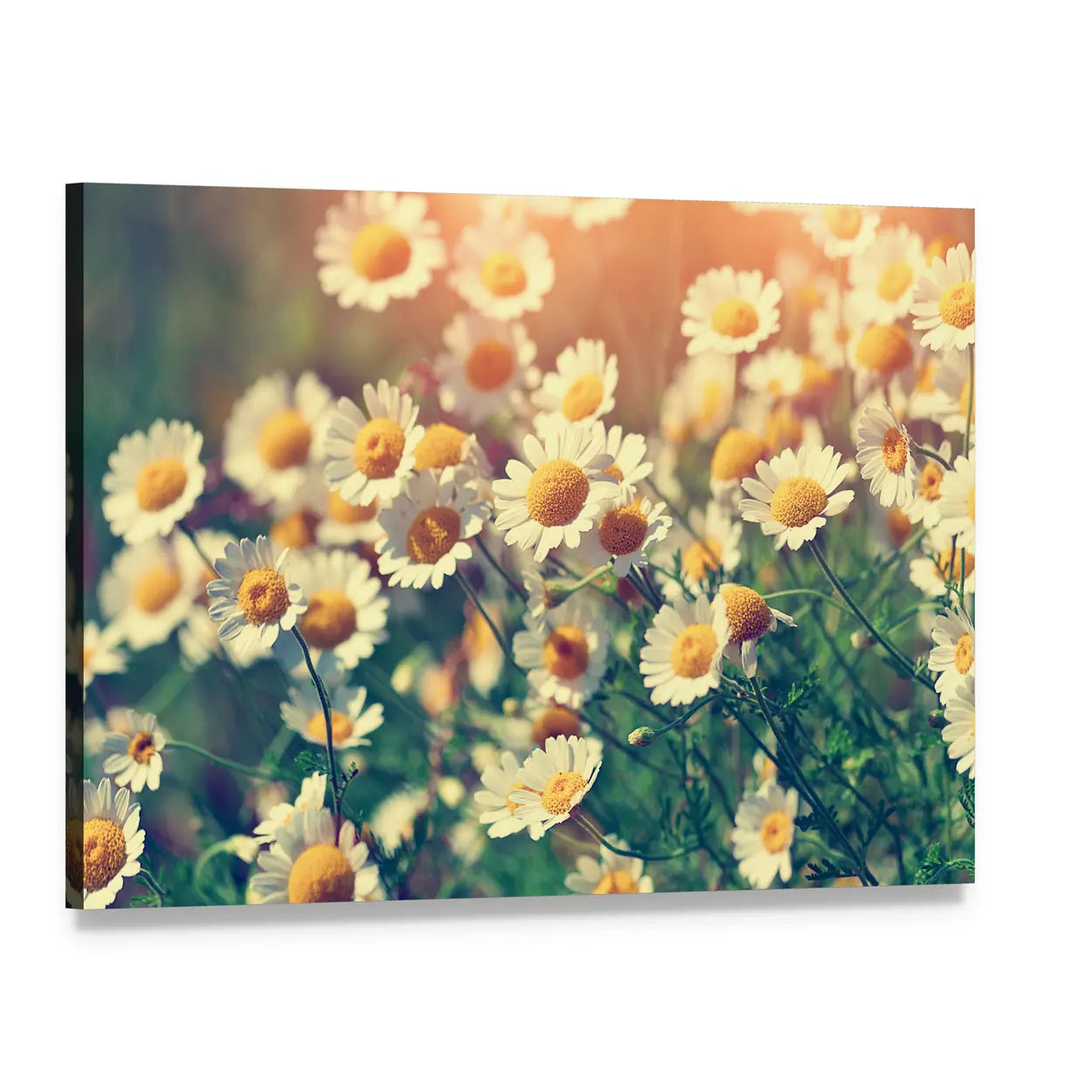 Vintage Wild Chamomile Flowers Canvas Wall Art, single panel gallery wrapped canvas, angled product view