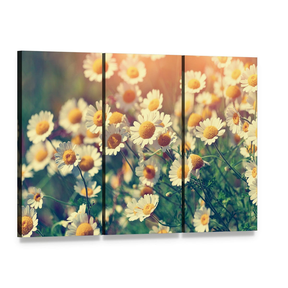 Vintage Wilde Chamomile Flowers Canvas Wall Art, 3 panel 3 Horizontal layout gallery wrapped canvas set, angled product view