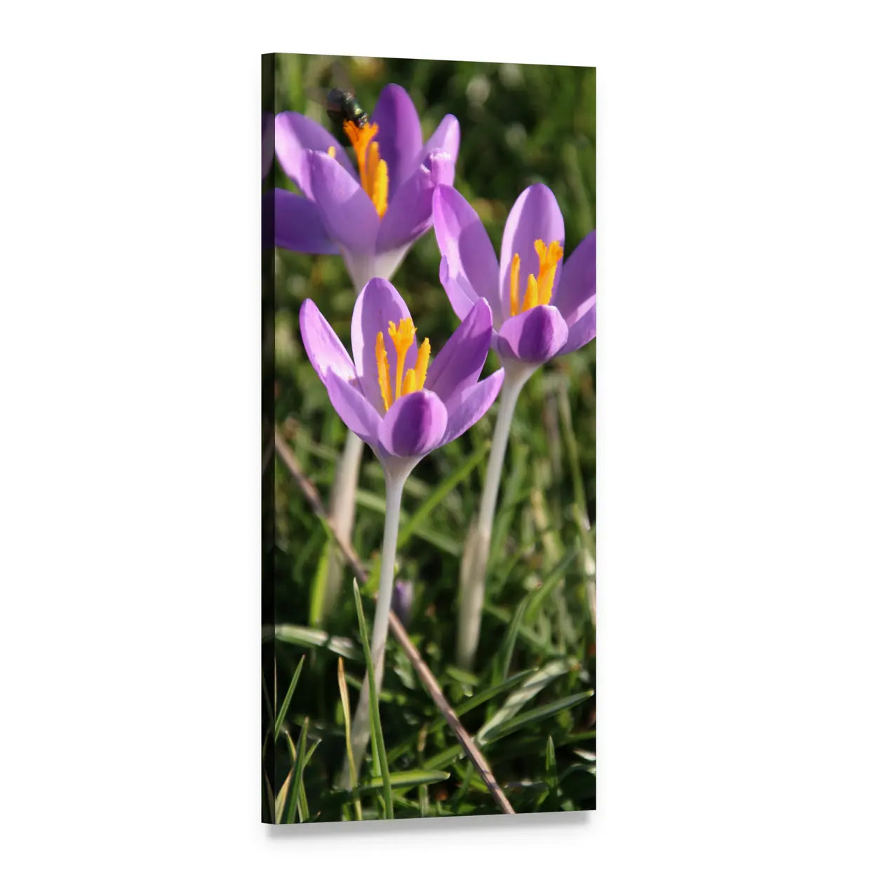 Bumblebee on Three Purple Crocuses Vertical Canvas Wall Art, 1 panel 1 Vertical layout gallery wrapped canvas set, angled product view