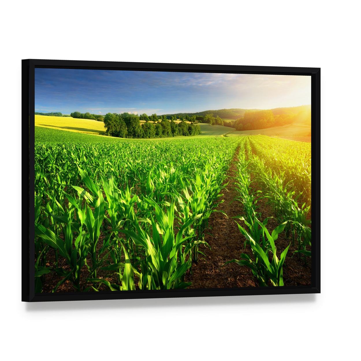 Rows of Young Corn Plants on a Fertile Field Canvas Wall Art, framed canvas in a black floater frame, angled product view