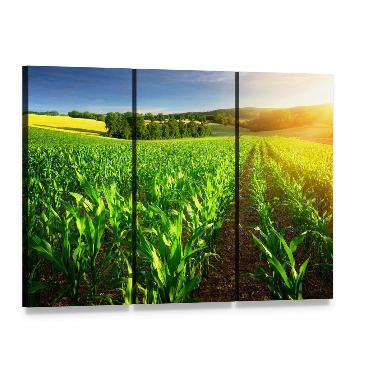 Rows of Young Corn Plants on a Fertile Field Canvas Wall Art, 3 panel 3 Horizontal layout gallery wrapped canvas set, angled product view