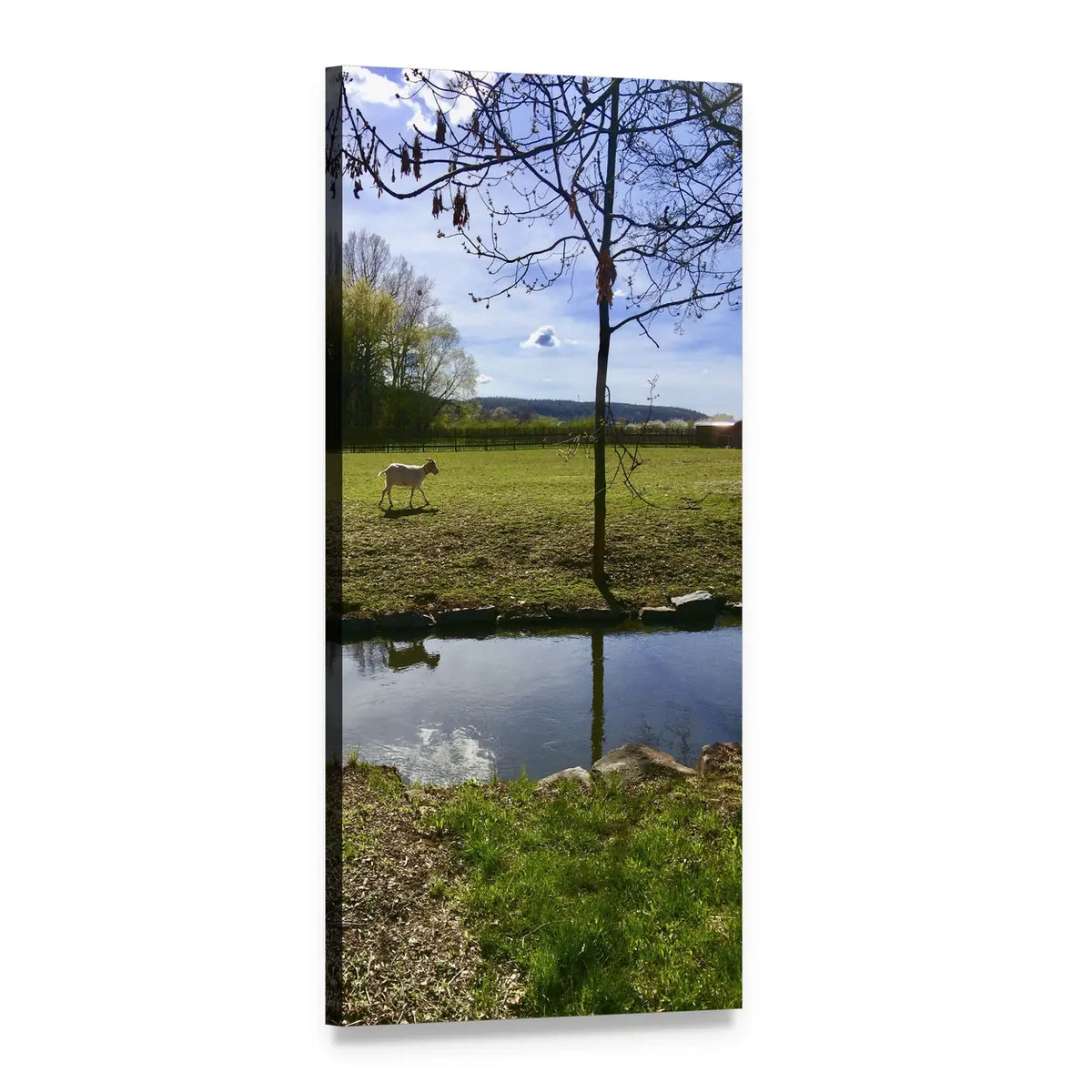 Spring Lamb by Pond in Green Field Vertical Canvas Wall Art, 1 panel 1 Vertical layout gallery wrapped canvas set, angled product view