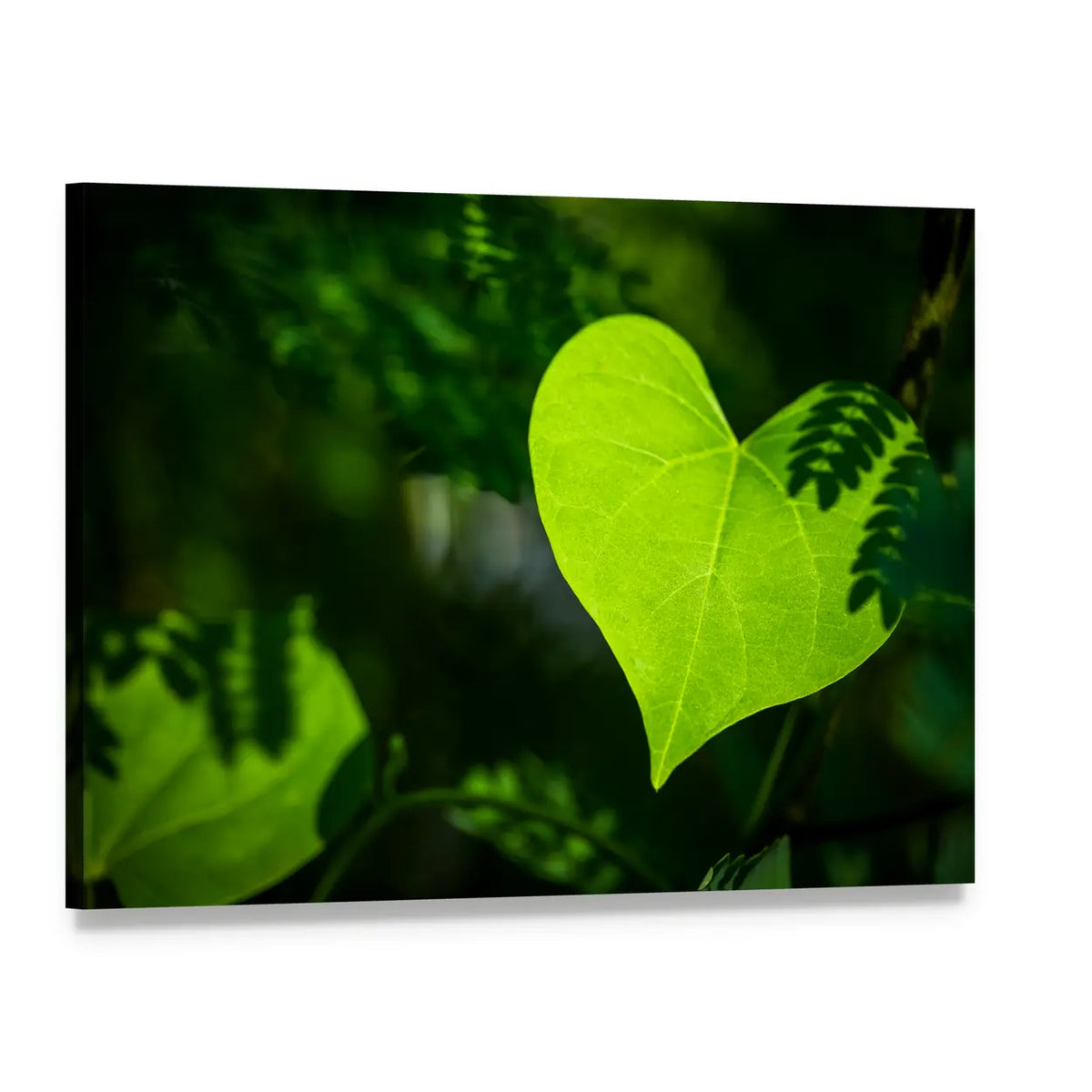 Heart-shaped Leaf Close-up Canvas Wall Art, single panel gallery wrapped canvas, angled product view