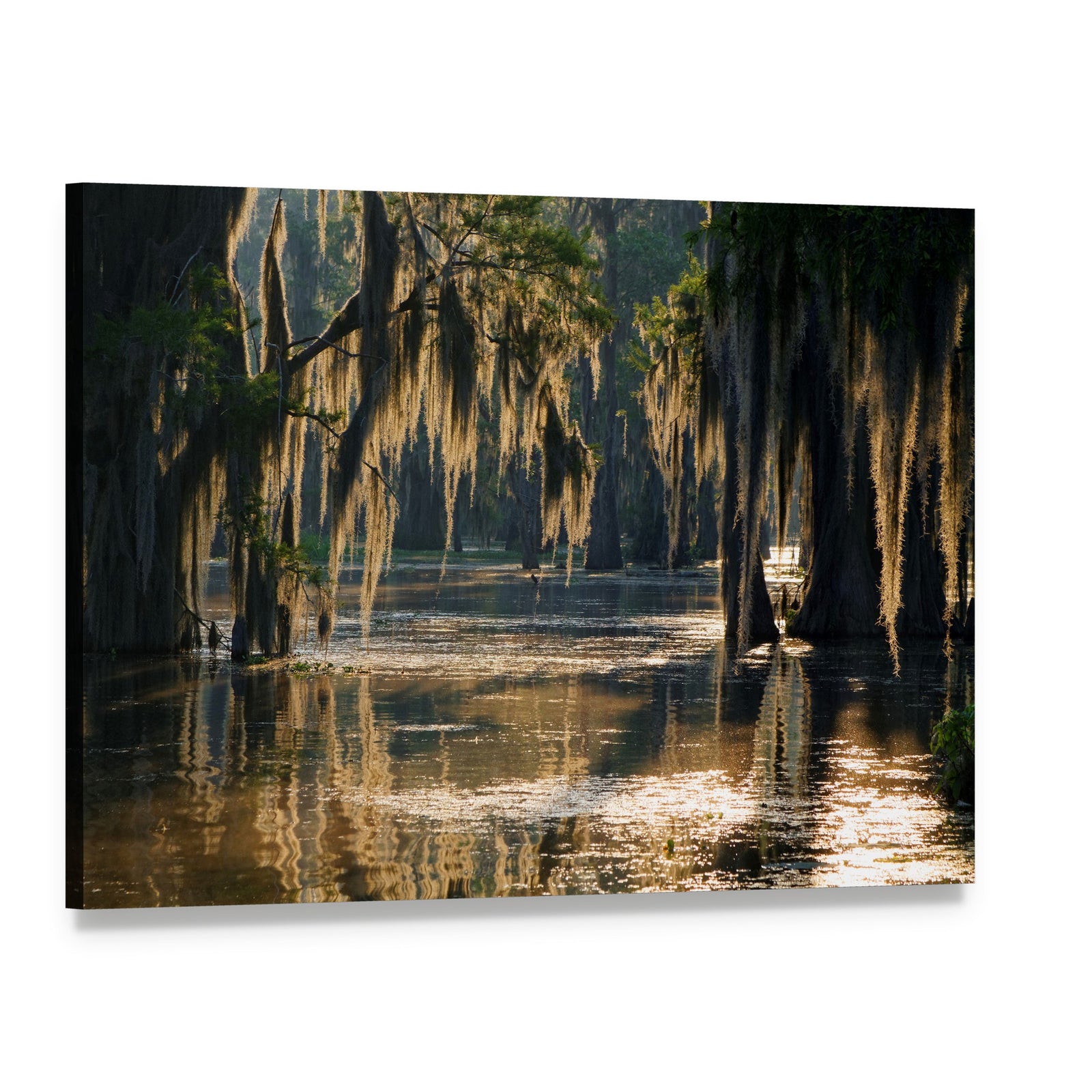 Spanish Moss in the Louisiana Bayou Canvas Wall Art, single panel gallery wrapped canvas, angled product view