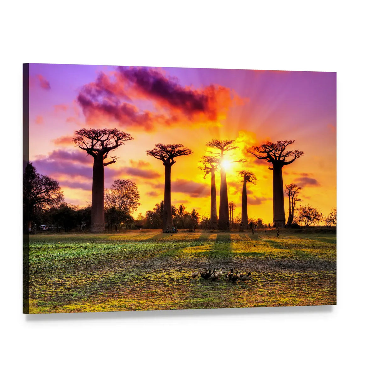 Baobab Trees at Sunset Canvas Wall Art, single panel gallery wrapped canvas, angled product view