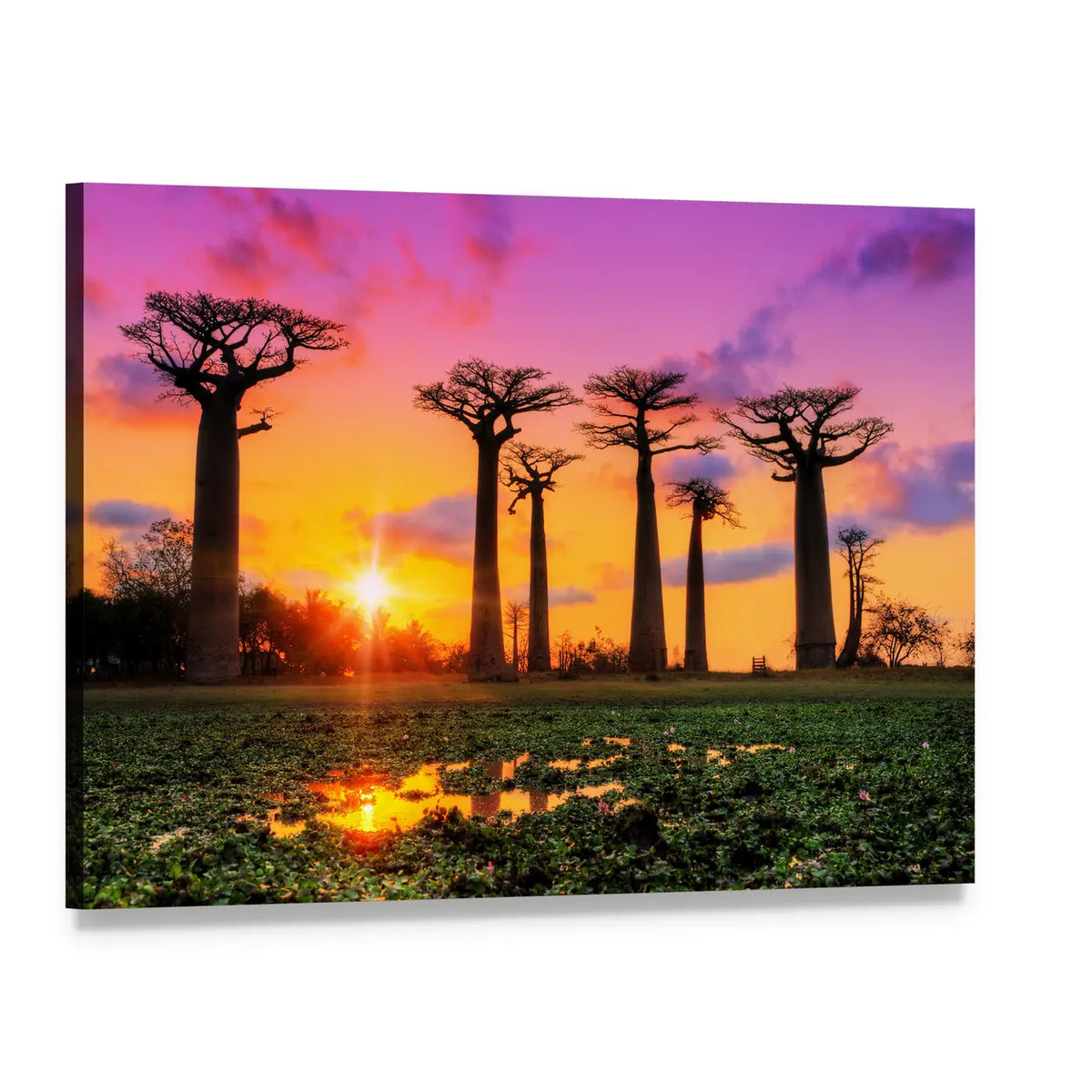 Baobab Trees at Sunset Canvas Wall Art, single panel gallery wrapped canvas, angled product view
