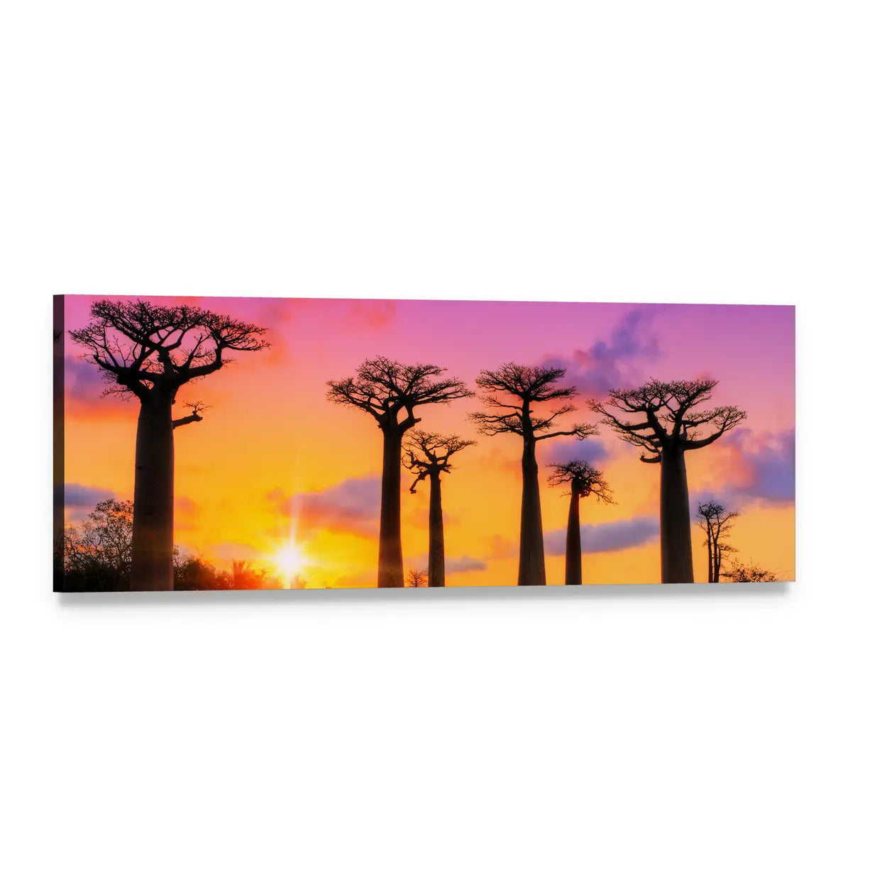 Baobab Trees at Sunset Panoramic Canvas Wall Art, single panel gallery wrapped canvas, angled product view