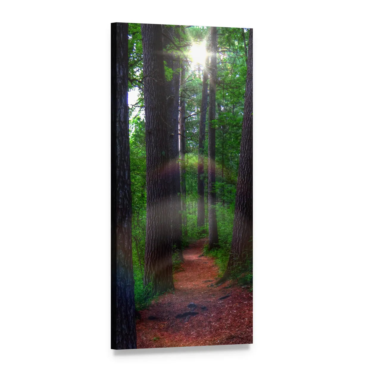 Pine Trees Path in Sunlight Vertical Canvas Wall Art, 1 panel 1 Vertical layout gallery wrapped canvas set, angled product view