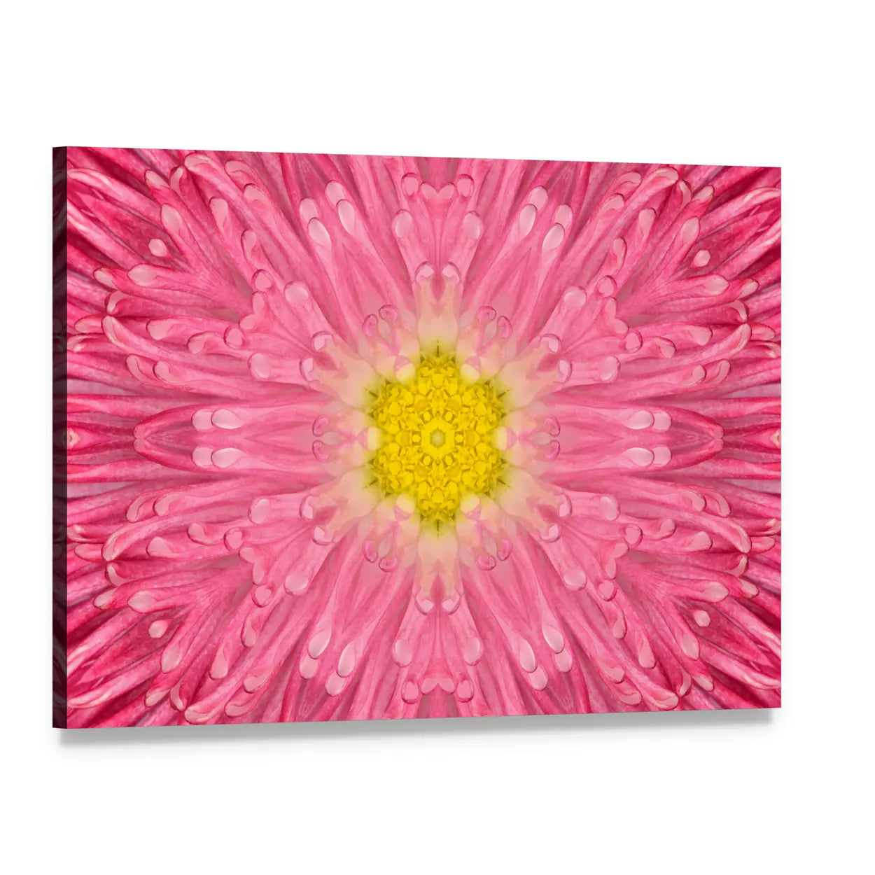 Daisy Pink Flower Canvas Wall Art, single panel gallery wrapped canvas, angled product view