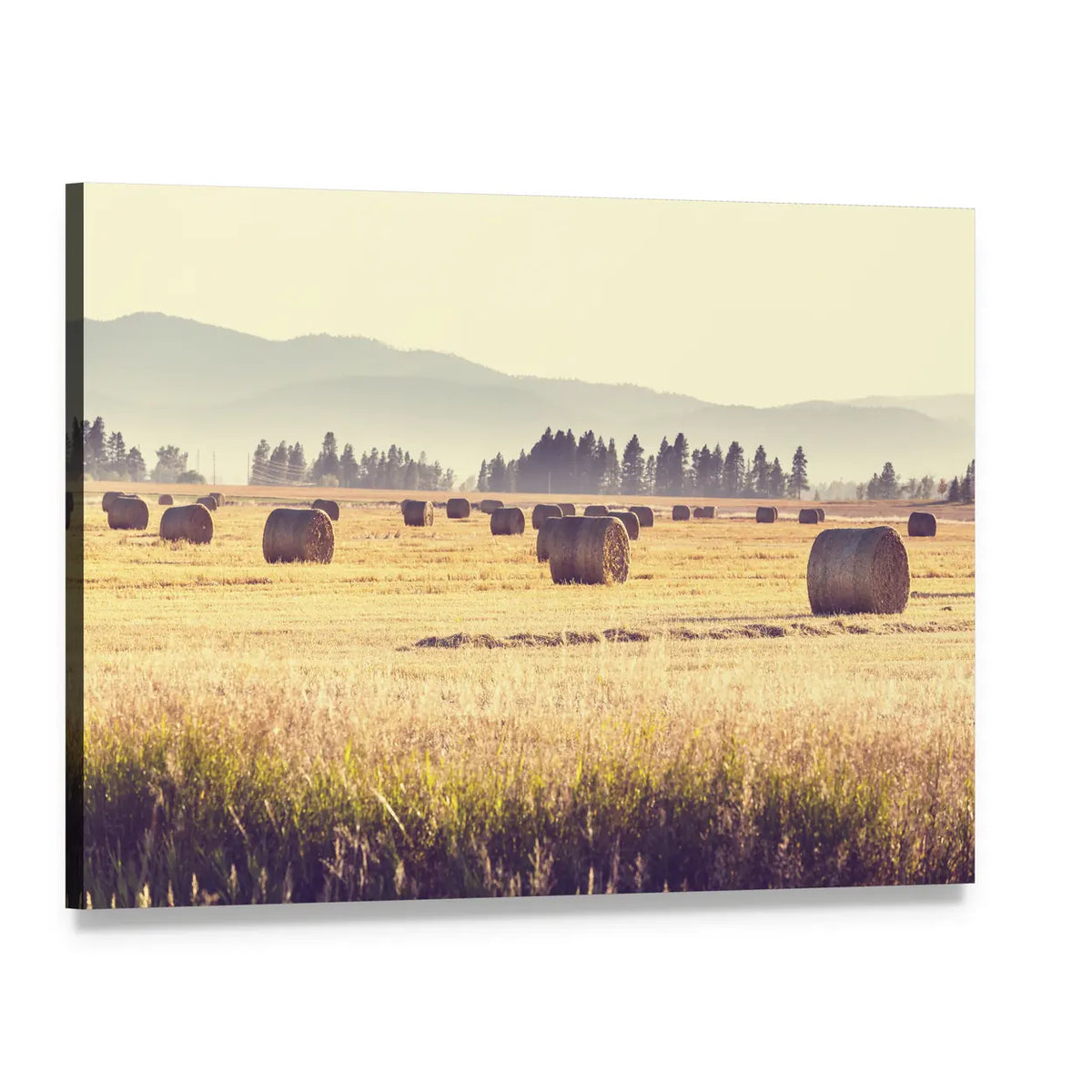 Round Hay Bales in Morning Field Canvas Wall Art, single panel gallery wrapped canvas, angled product view
