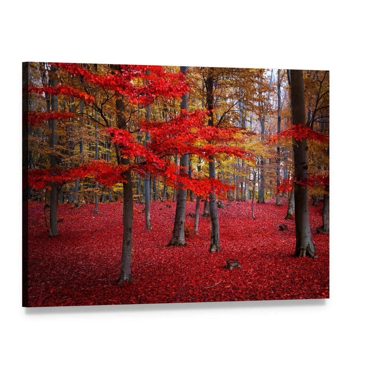Red Trees In The Forest During Fall Canvas Wall Art, single panel gallery wrapped canvas, angled product view