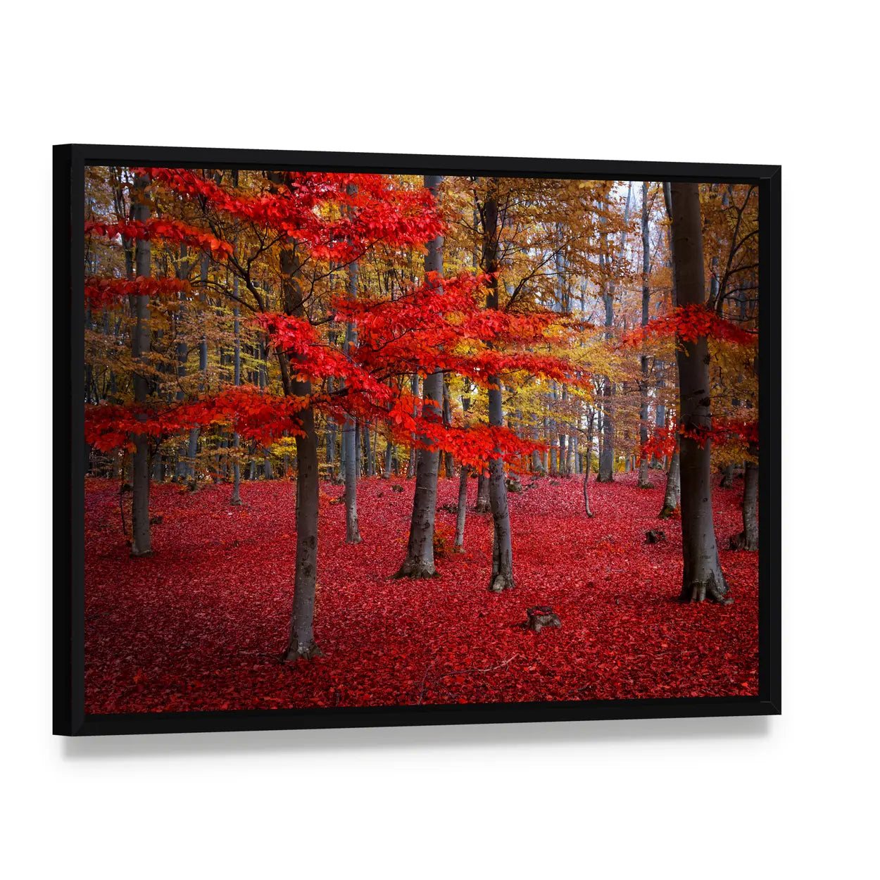 Red Trees In The Forest During Fall Canvas Wall Art, framed canvas in a black floater frame, angled product view