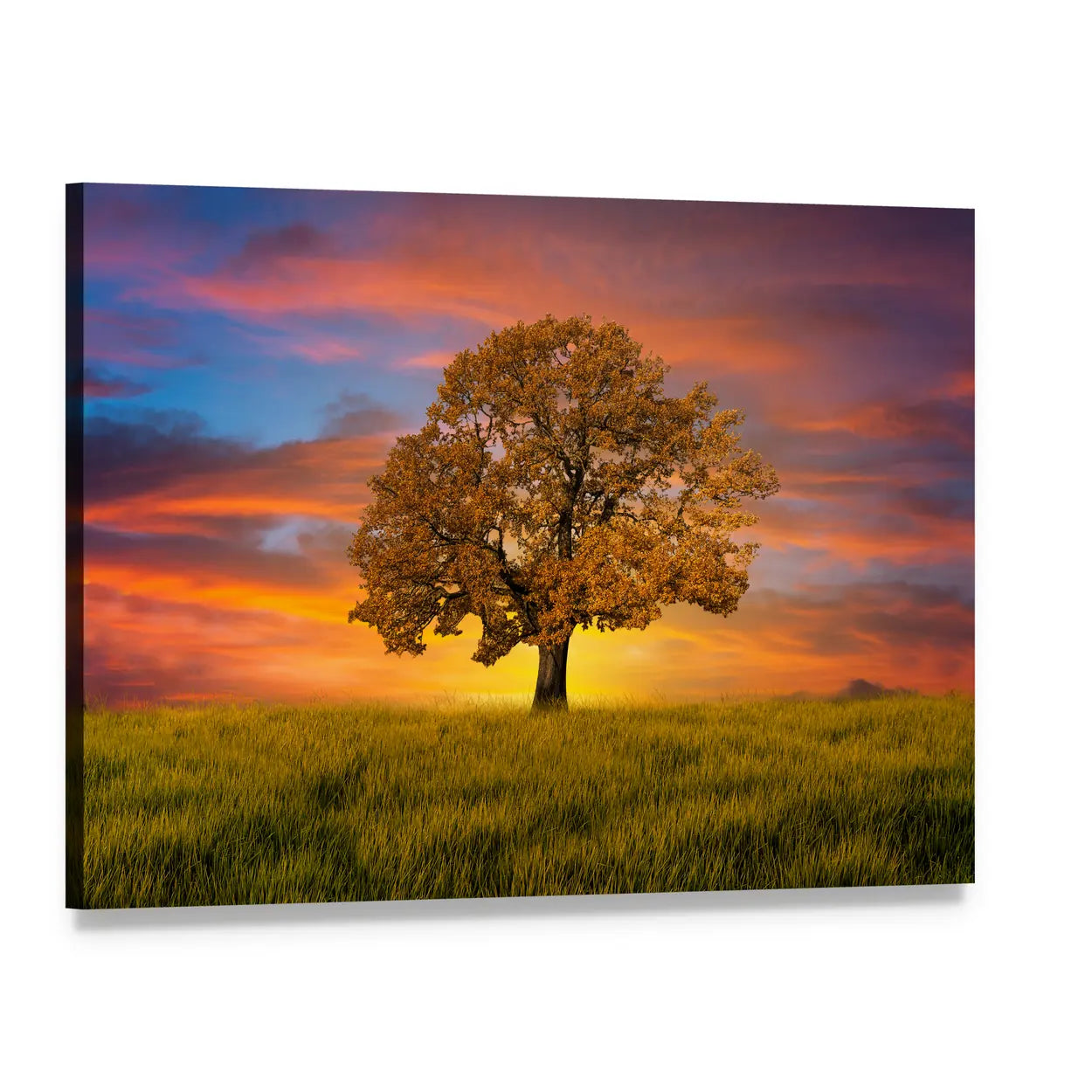 Lone Tree in Autumn Field Canvas Wall Art, single panel gallery wrapped canvas, angled product view