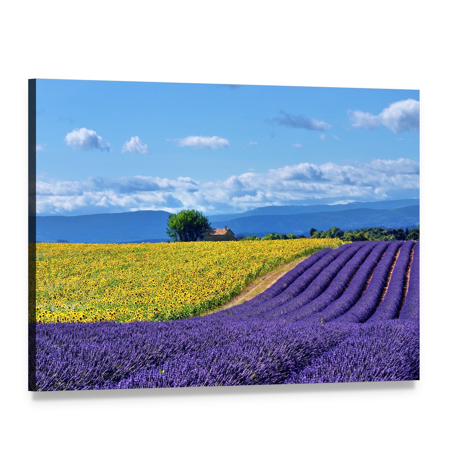 Lavender and Sunflower Countryside Landscape Canvas Wall Art, single panel gallery wrapped canvas, angled product view