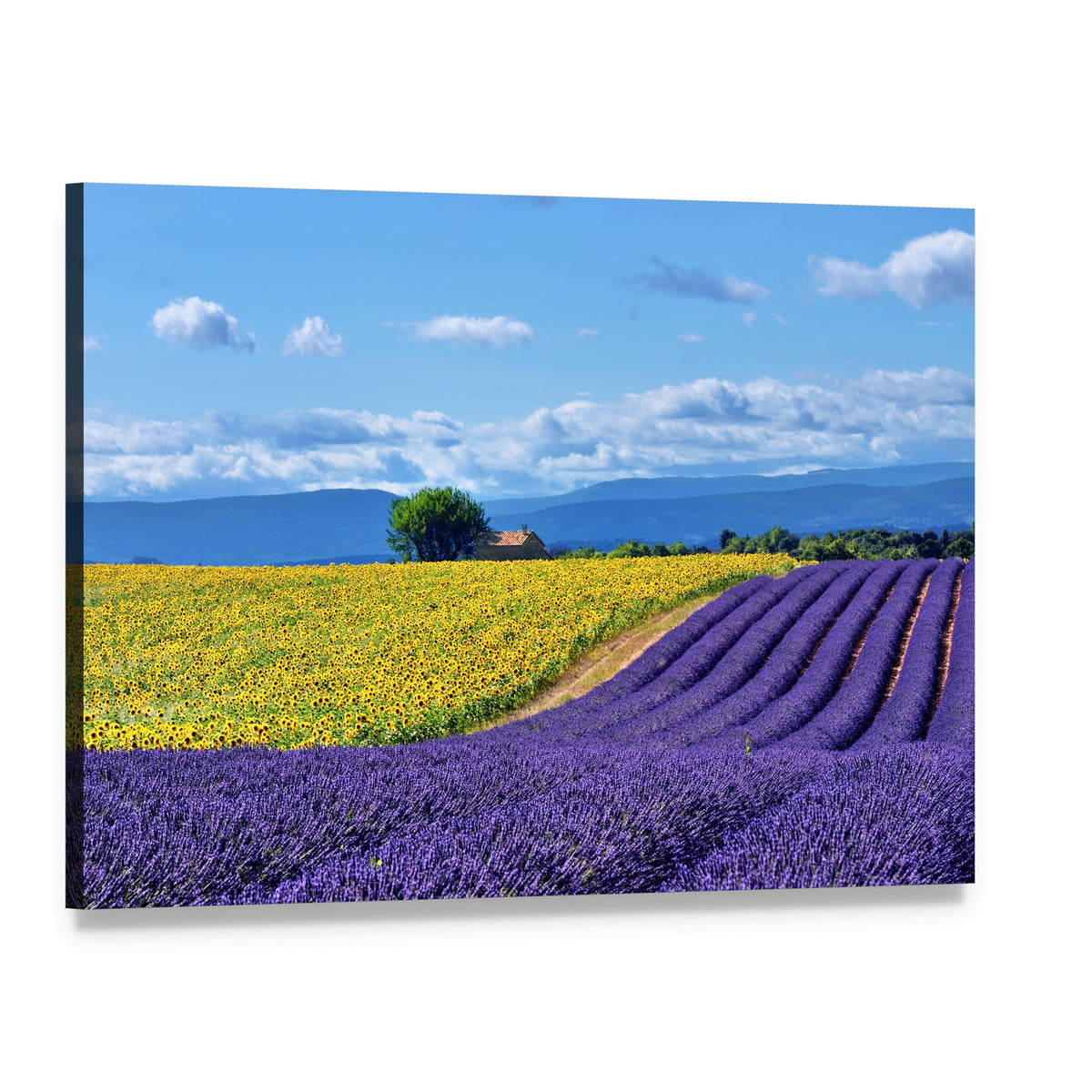 Lavender and Sunflower Countryside Landscape Canvas Wall Art, single panel gallery wrapped canvas, angled product view