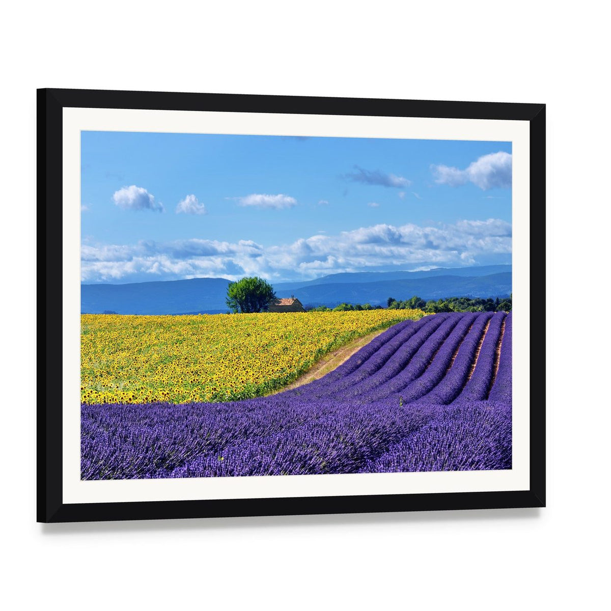 Lavender and Sunflower Countryside Landscape Canvas Wall Art, framed print with white mat and black frame, angled product view