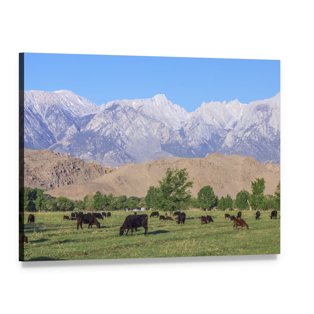 Grazing Cows in Mountain Meadow Canvas Wall Art, single panel gallery wrapped canvas, angled product view