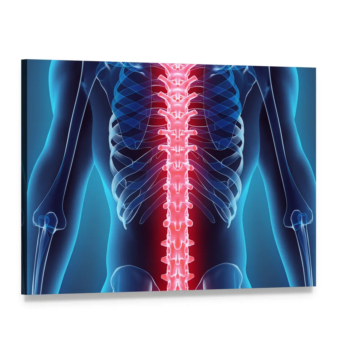 Anatomical Spine Illustration Canvas Wall Art, single panel gallery wrapped canvas, angled product view